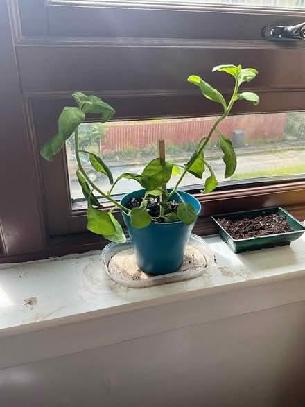 Photo of free Petunia plants (Royston EH5) #3