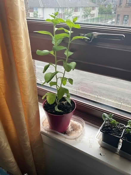 Photo of free Petunia plants (Royston EH5) #1