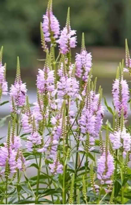 Photo of free obedient plant - Physostegia virginiana (Leigh-on-Sea SS9) #1