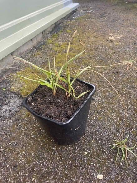 Photo of free Spider plant (S11) #1