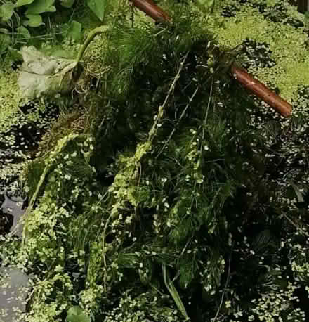 Photo of free OXYGENATING POND WEED Eaton Rise (Eaton NR4) #1