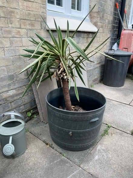 Photo of free Plant in pot (Penge, SE20) #1