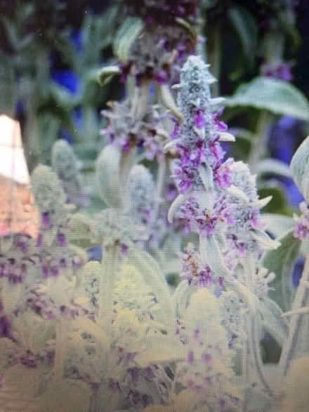 Photo of free Lamb’s Ear Perennial Plants (North Bretton) #1