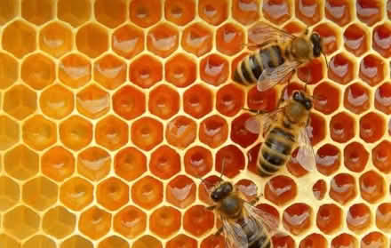 Photo of Beekeeper parts (BR3) #1