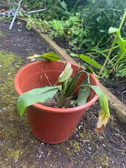 Photo of free Peace lily in a pot (S11) #1