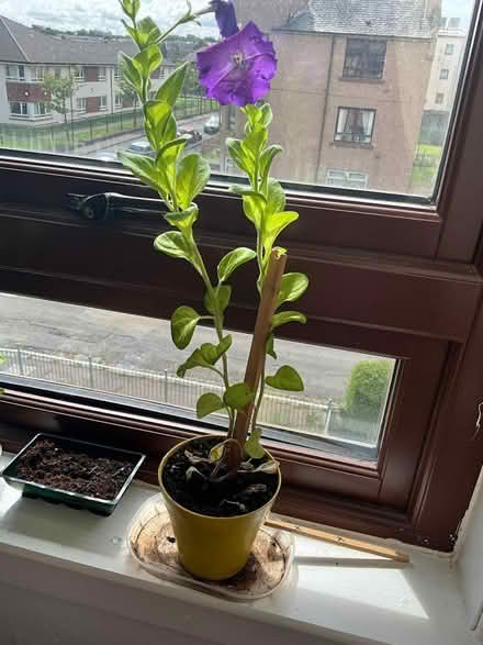Photo of free Petunia plants (Royston EH5) #2