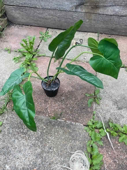 Photo of free Plastic house plant (Bounds Green) #1
