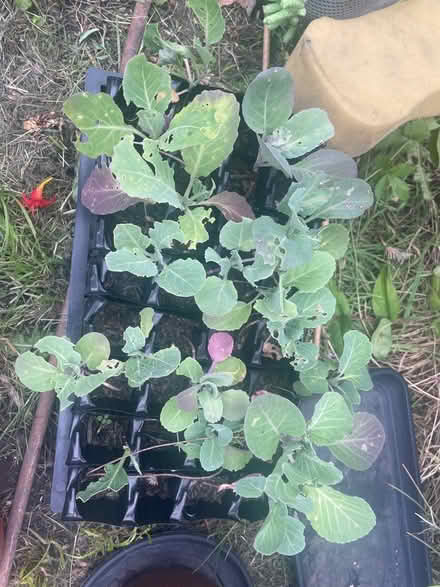 Photo of free Cabbage seedlings (S11) #1