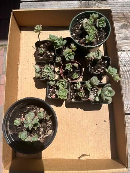 Photo of free succulents (Woodside Plaza) #1