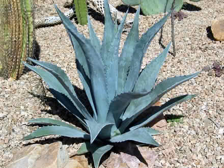 Photo of Agaves - century plants (Duarte) #1