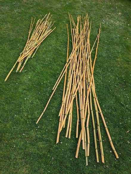 Photo of free Bamboo Canes (TW1 Twickenham) #1