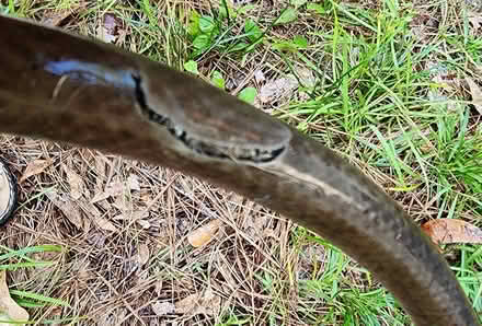 Photo of free Yard hose, has gash 50 or 100 ft (Killearn Lakes Bradfordville) #2