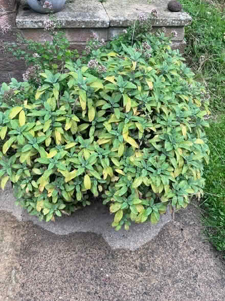 Photo of free Large Potted Sage (ME14 (Detling)) #1