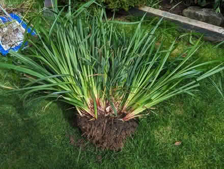 Photo of free Grass outdoor plant (Upton st Leonards) #1