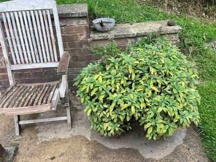 Photo of free Large Potted Sage (ME14 (Detling)) #2