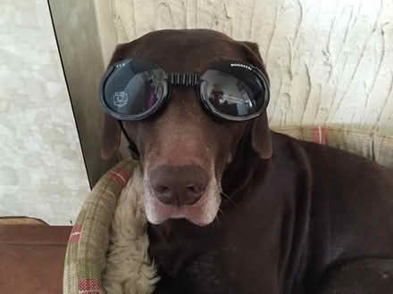 Photo of free Doggles (ME14 (Detling)) #1