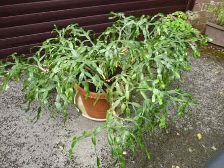 Photo of free LARGE Household Plant - flowers at Xmas (Grotton OL4) #1