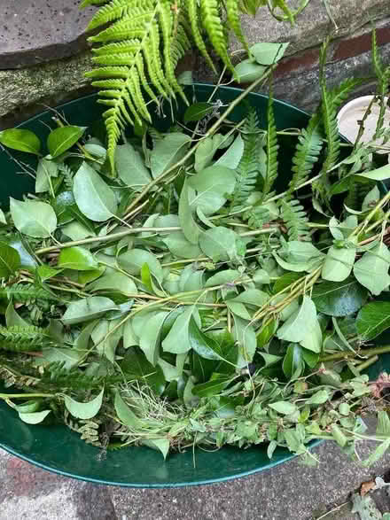 Photo of free Fruit prunings (Speldhurst TN3) #1