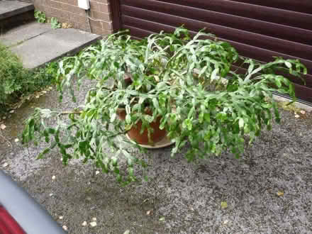 Photo of free LARGE Household Plant - flowers at Xmas (Grotton OL4) #2