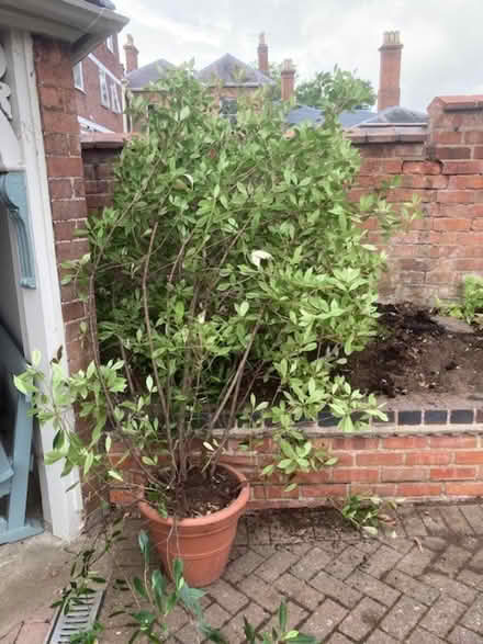 Photo of free Photinia plant 'Red Robin' (Royal Leamington Spa CV32) #1