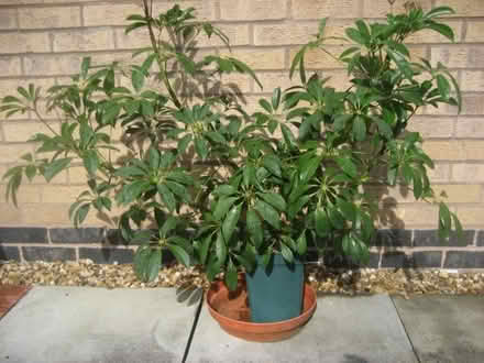 Photo of free Umbrella plant (Elton) #1