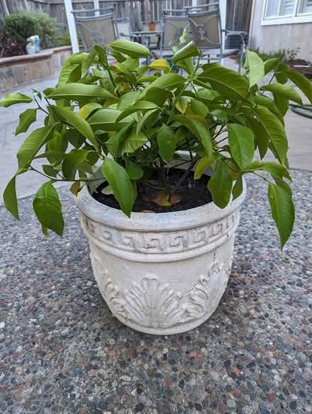 Photo of free Small Meyer lemon tree in pot (Hercules) #2