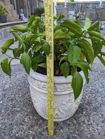 Photo of free Small Meyer lemon tree in pot (Hercules) #1