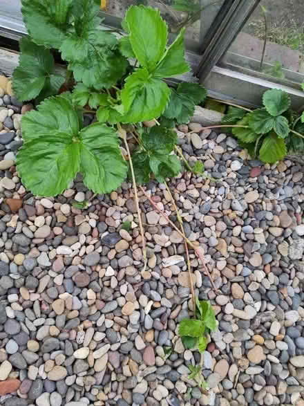 Photo of free Strawberry runners (Framwellgate Moor DH1) #1