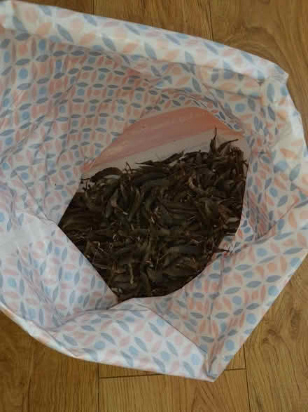 Photo of free Bag of Lupin seed pods (Chorley Moor PR7) #1