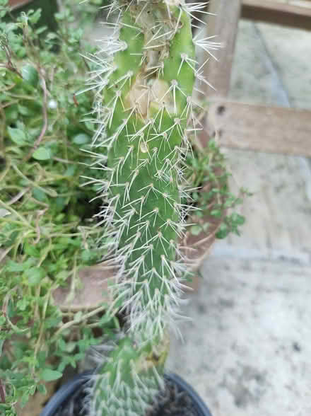 Photo of free Cactus cuttings (Blackpool area) #1