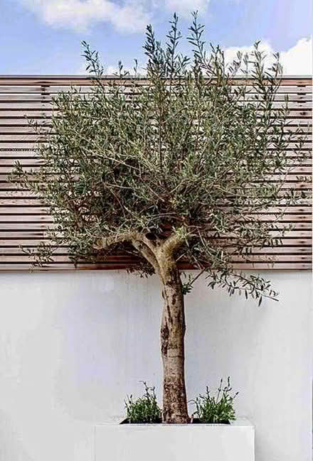 Photo of olive tree branches (east london) #1