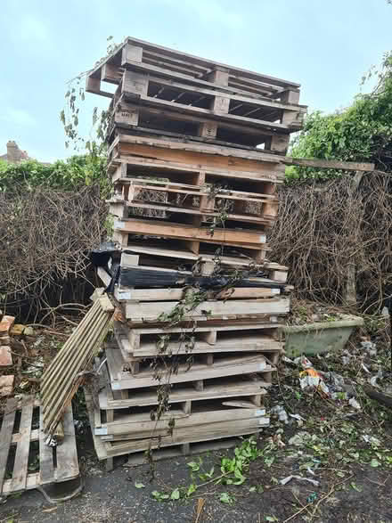 Photo of free Pallets (Hastings TN34) #1