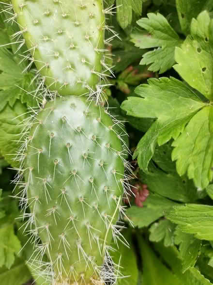 Photo of free Cactus cuttings (Blackpool area) #2