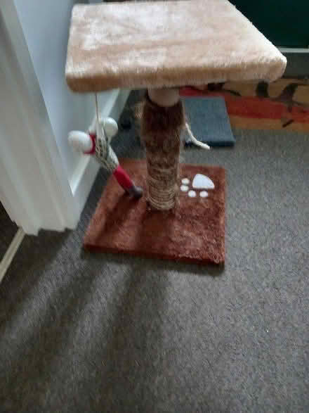 Photo of free CAT scratch posts (shobdon HR6) #2