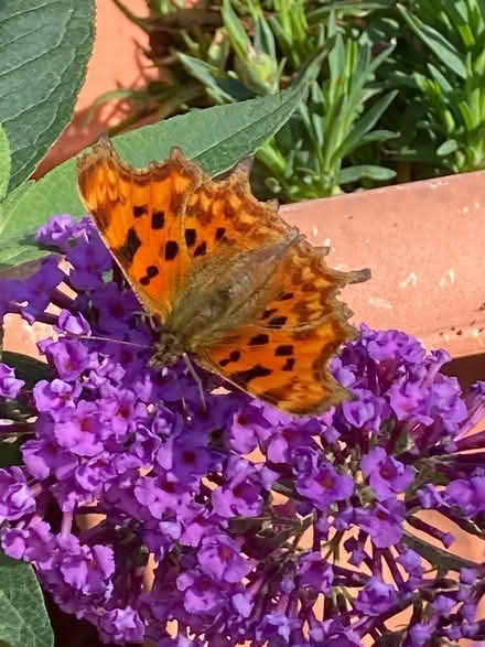 Photo of free 2 buddleia plants in pots (Southport PR9) #4