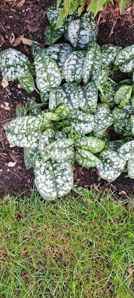 Photo of free Pulmonaria plants (Sudbury CO10) #1
