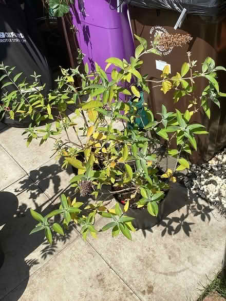 Photo of free 2 buddleia plants in pots (Southport PR9) #1