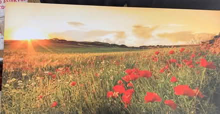Photo of free Poppy field canvas (New Malden) #1