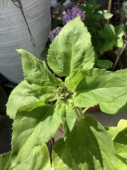 Photo of free 4 sunflower plants in pots (Southport PR9) #2