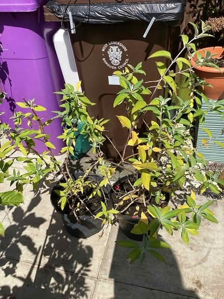 Photo of free 2 buddleia plants in pots (Southport PR9) #2