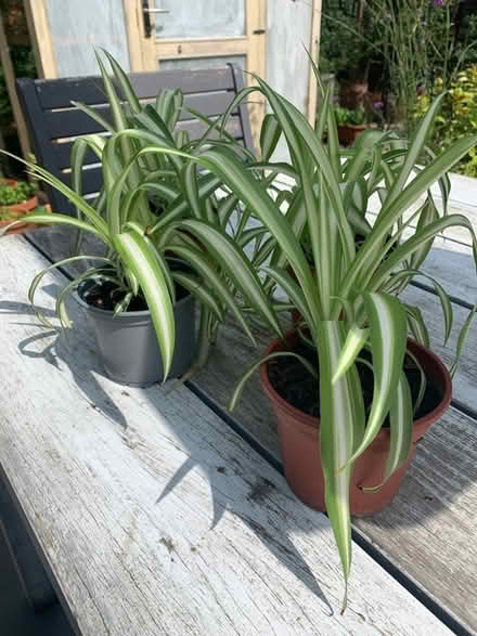 Photo of free Spider Plants ( for indoors) (Whitstable) #1