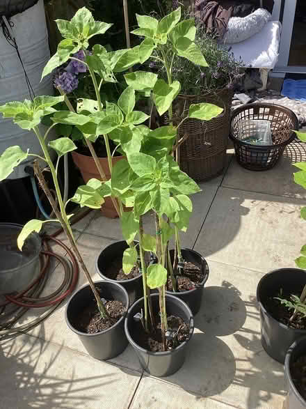 Photo of free 4 sunflower plants in pots (Southport PR9) #1