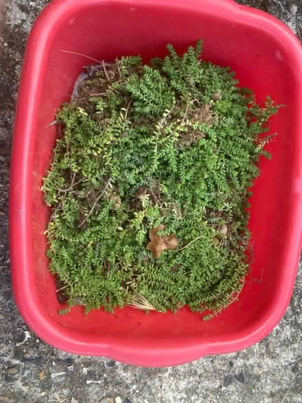 Photo of free Sedum plants (outdoor) (CT10) #2