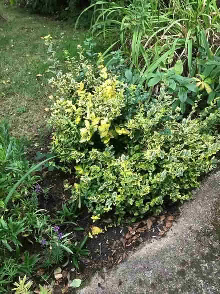 Photo of free Euonymus Shrub (Emsworth PO10) #1