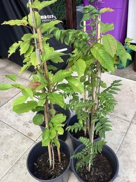 Photo of free 2 beech tree whips in pots (Southport PR9) #2