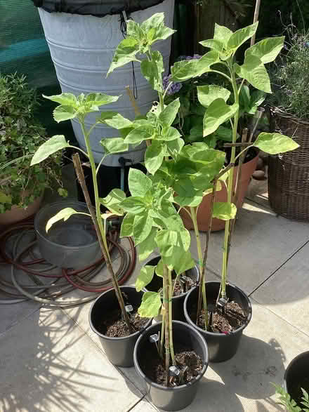 Photo of free 4 sunflower plants in pots (Southport PR9) #3
