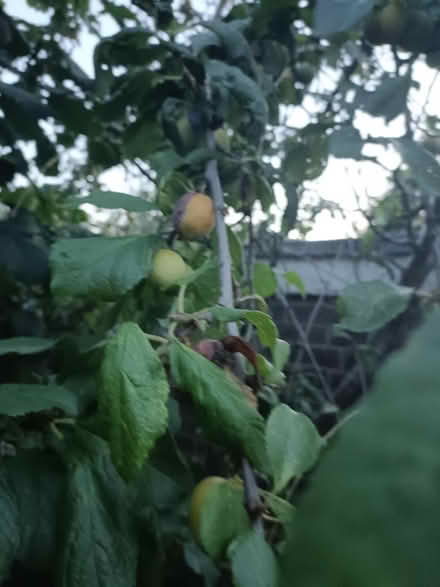 Photo of free Ripe Yellow Plums (SE22) #2