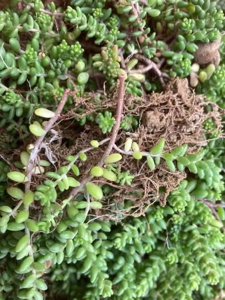 Photo of free Sedum plants (outdoor) (CT10) #1