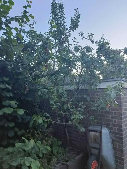 Photo of free Ripe Yellow Plums (SE22) #4