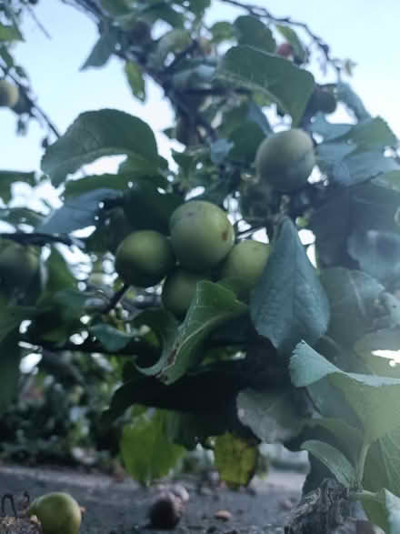 Photo of free Ripe Yellow Plums (SE22) #1